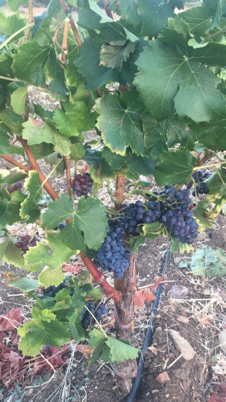 Cortijo en venta en Ronda.