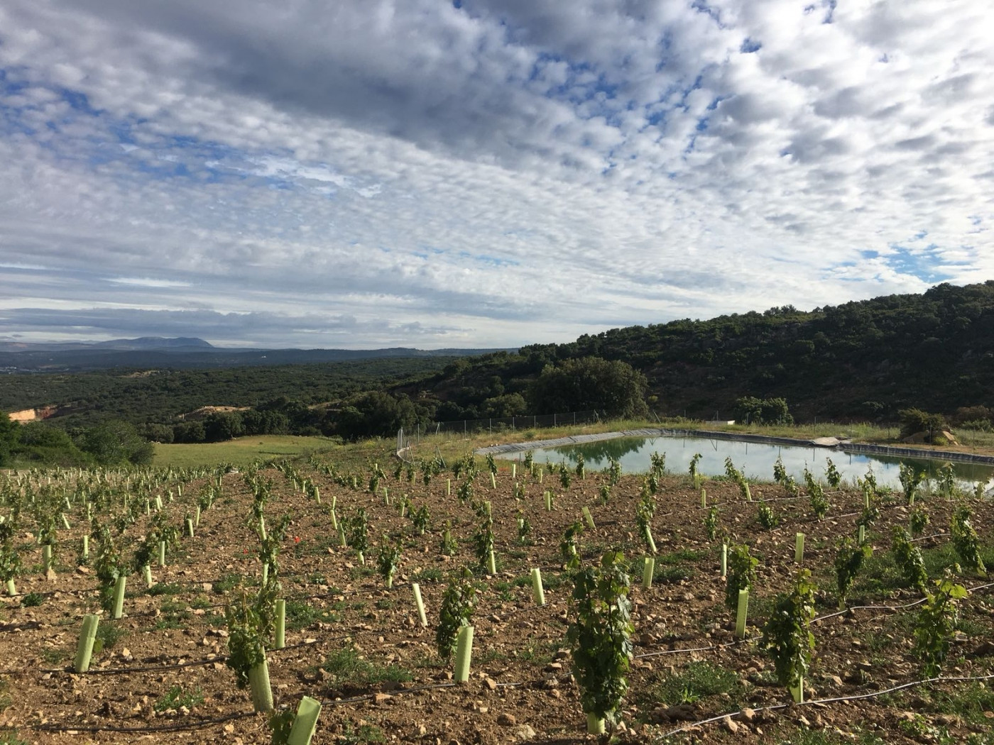 Cortijo en venta en Ronda.