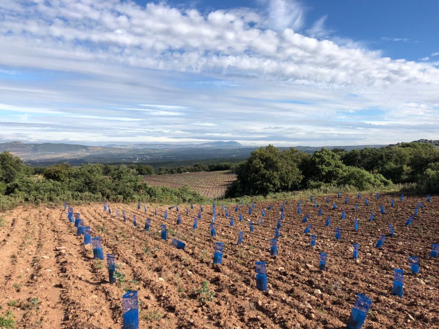 Cortijo en venta en Ronda.
