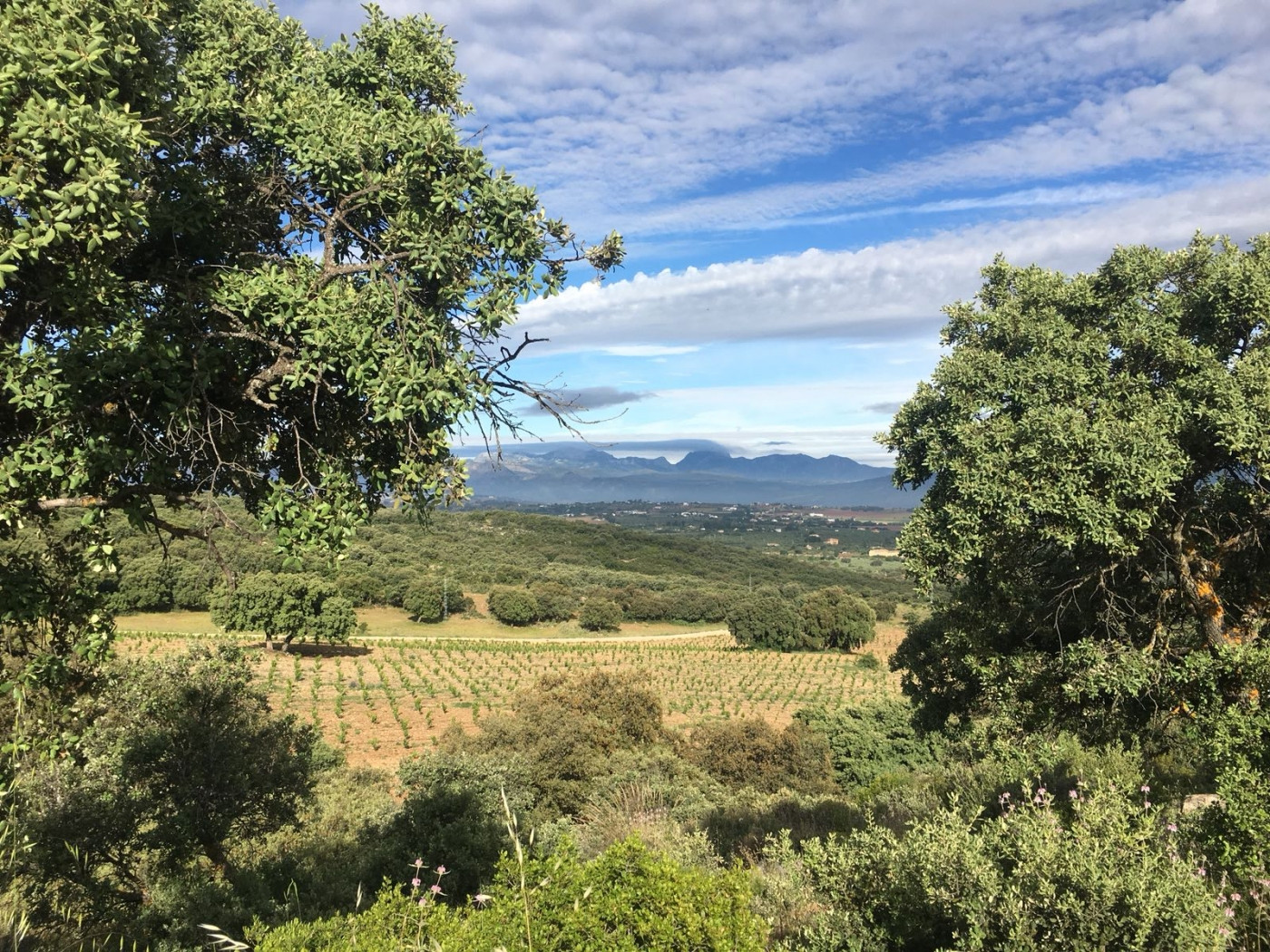 Cortijo en venta en Ronda.