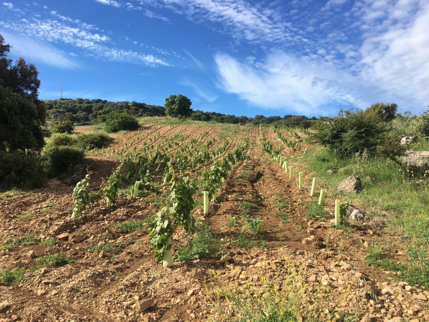 Cortijo en venta en Ronda.