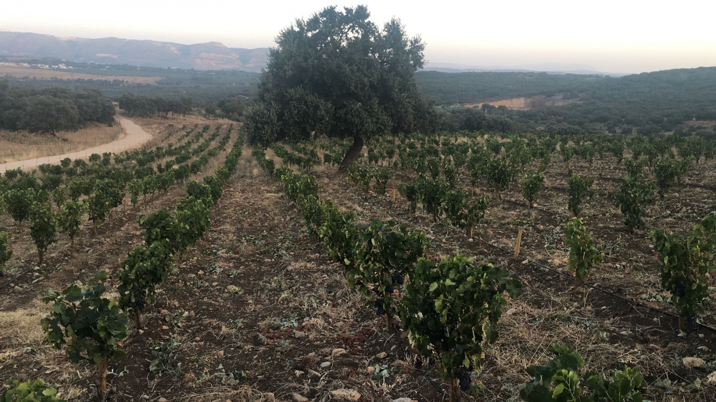 Cortijo en venta en Ronda.
