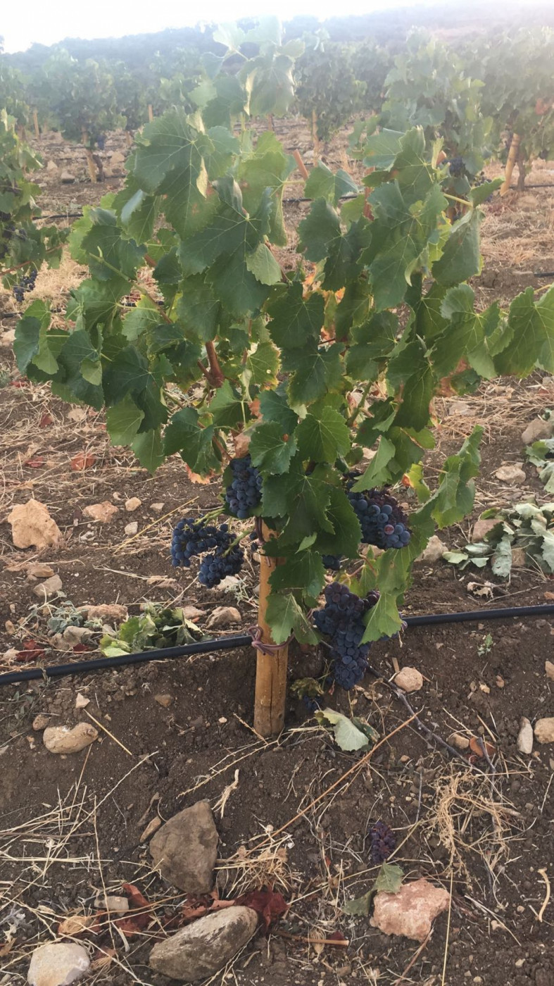 Cortijo en venta en Ronda.