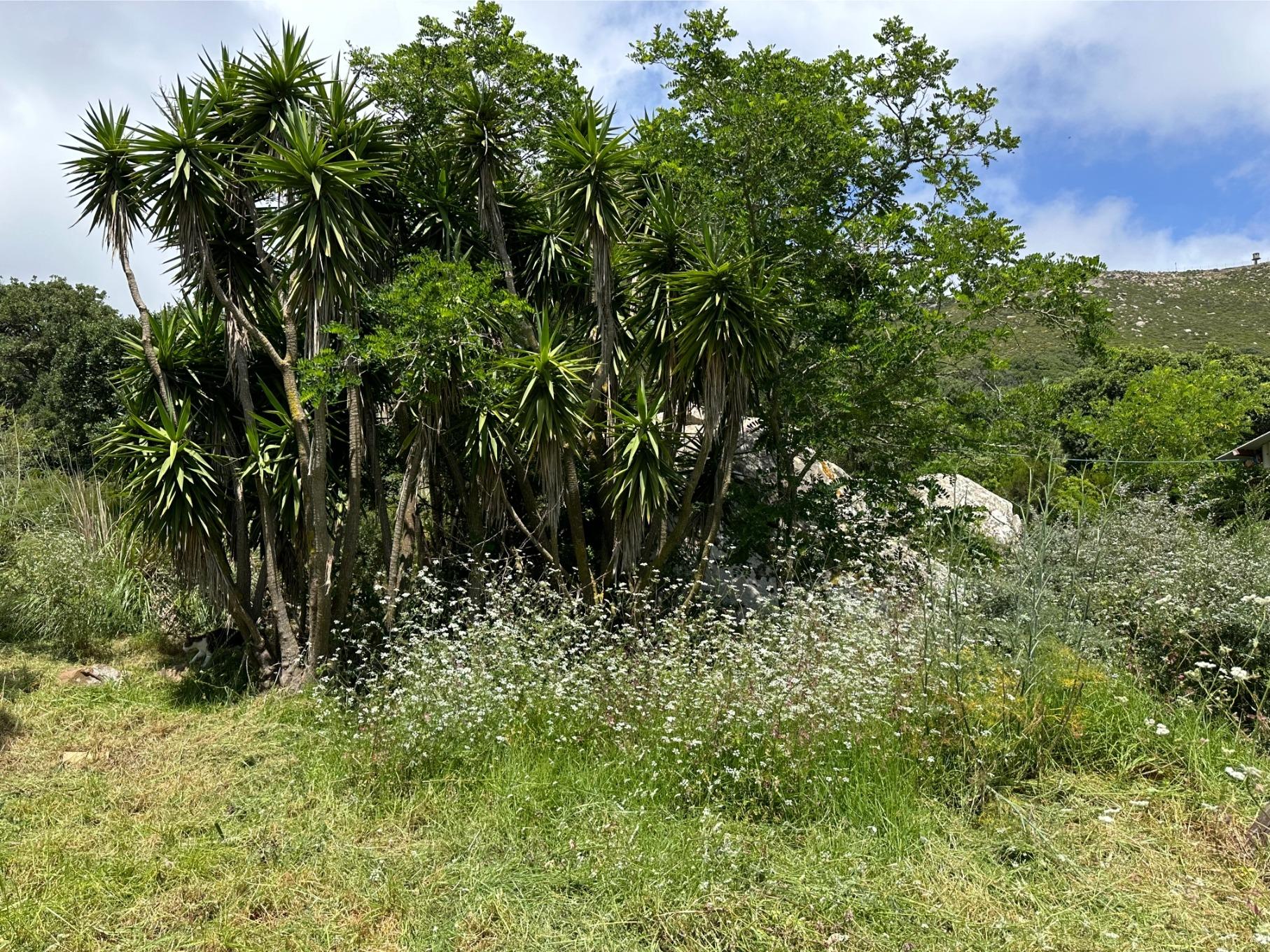 Parcela en El Cuartón Alto, Tarifa
