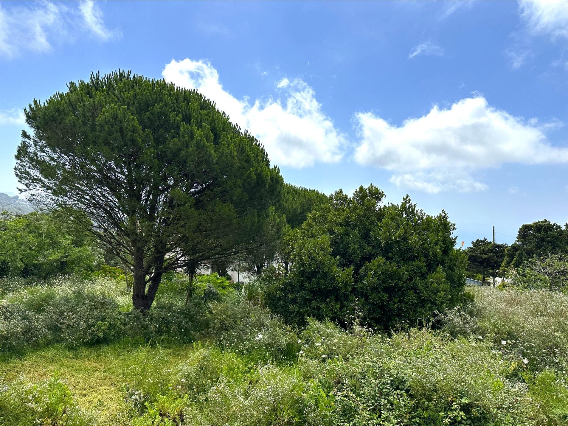Parcela en El Cuartón Alto, Tarifa