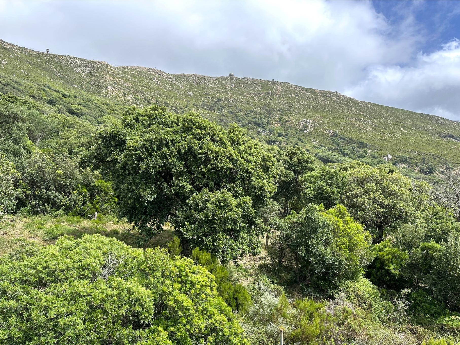 Parcela en El Cuartón Alto, Tarifa